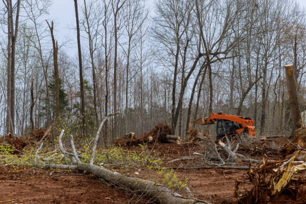 How Our Tree Care Process Works  in  Pardeeville, WI